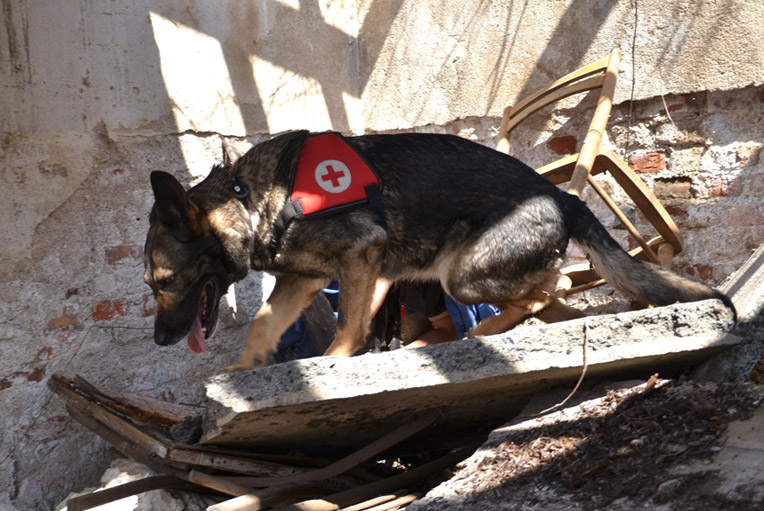 rettungshunde und Suchhunde übernehmen wichtige Aufgaben