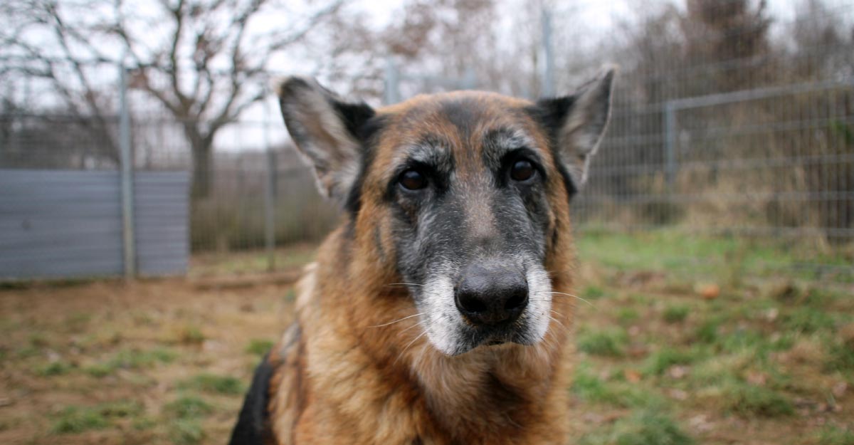 Hundesauslauf im Tierheim Einhorn e. V.